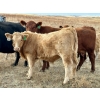 Image 7 : Bar T Farms - 610# November Delivery Steer Calves - 65 Head (Acme, AB) VBP+