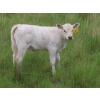 Image 8 : 6 S Feeders Inc. - 550# November Delivery Weaned Heifers - 110 Head (Moosomin, SK)