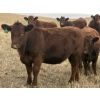 Image 9 : Rafter NZ Ranch - 22 Red X March/April Calving Bred Heifers (Pincher Creek, AB)