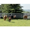 Image 3 : Jordan, Beau & Tom Jackson - 580# October Delivery Steer Calves - 85 Head (Sundre, AB)