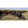 Image 7 : Twin Bridges Ranch - 865# September Delivery Grass Heifers - 153 Head (Maple Creek, SK)