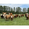 Jason & Jenna Packer - 830# October Delivery Steer Calves - 150 Head (Sundre, AB)