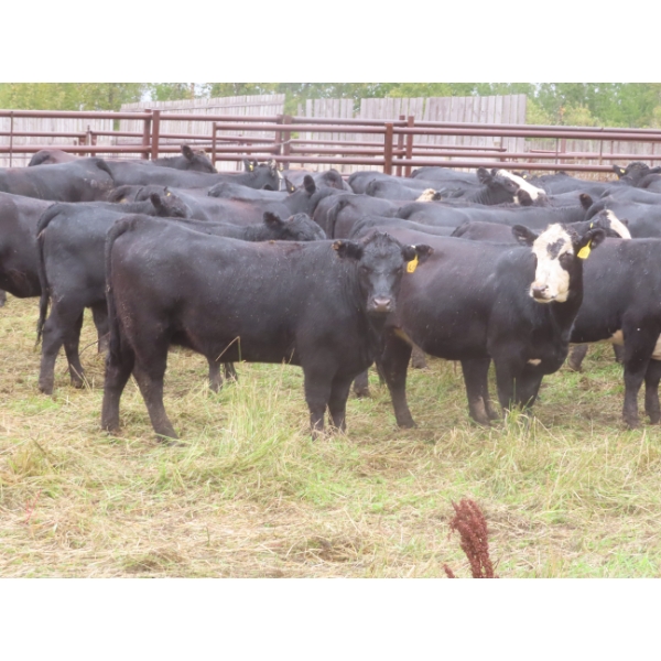 Taylor Enterprises Inc. - 830# September Delivery Grass Heifers - 75 Head (Wawota, SK)