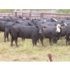Image 1 : Taylor Enterprises Inc. - 830# September Delivery Grass Heifers - 75 Head (Wawota, SK)