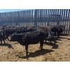 Image 11 : Clay Ridge Stock Farms Inc. - 625# May Delivery Heifers - 56 Head (Fairlight, SK)