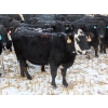 Image 7 : Little Rainbow Ranch - 22 Black & BBF Simm X Angus 3rd Calf Spring Calvers (Moosomin, SK)