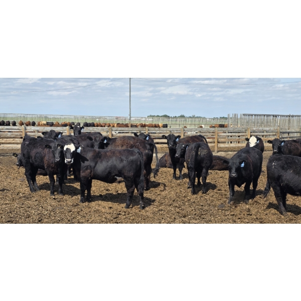 Cattlewood Farms Ltd. - 740# June Delivery Heifers - 145 Head (Fincastle, AB)