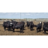 Image 1 : Cattlewood Farms Ltd. - 740# June Delivery Heifers - 145 Head (Fincastle, AB)