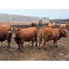 Image 15 : French's Farm - 1025# October Delivery Steers - 180 Head (Kelwood, MB)