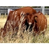 Image 10 : Meyer Cattle Inc. - 680# Weaned Steers - 90 Head (Lethbridge, AB)