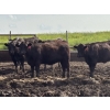 Image 5 : Terry Hines Livestock - 40 Black March Calving Bred Heifers (Marwayne, AB)
