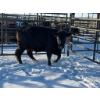 Image 2 : Crooked Creek Ranch - 1 Second Calver (Pen 413) *Later Calving*