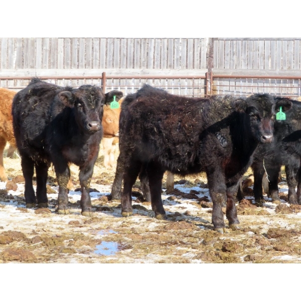 Tanner Grose & Robin Poole - 975# September Delivery Grass Steers - 63 Head (Moosomin, SK)