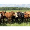 Image 4 : Joe & Colleen Magnuson - 910# September Delivery Grass Heifers - 134 Head (Winfield, AB)