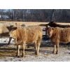 Image 3 : Owen Sellman - 800# February Delivery Heifers - 75 Head (McCreary, MB)