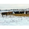 Image 11 : Merrick Campbell Herd Dispersal - 44 4 & 5 Year-Old Bred Cows (Calahoo, AB) VBP+