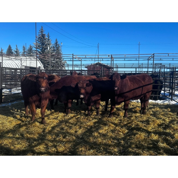 Crooked Creek Ranch - 6 Second Calvers (Pen 439)