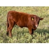 Image 2 : Munro Ranching - 540# October Delivery Heifer Calves - 85 Head (Cochrane, AB)