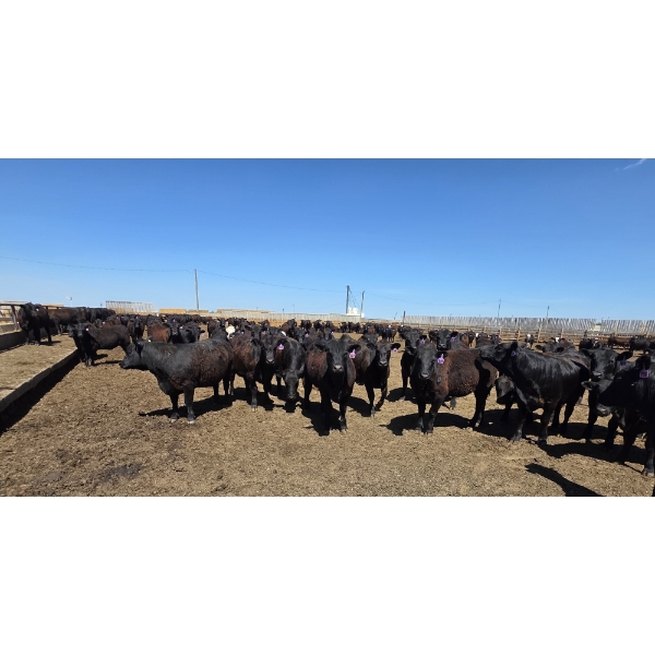 Dusty Meadow Farms - 825# May Delivery Heifers - 215 Head (Fincastle, AB)