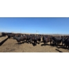 Image 1 : Dusty Meadow Farms - 825# May Delivery Heifers - 215 Head (Fincastle, AB)
