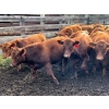 Image 4 : Bob & Donna, Nikita Leavitt - 600# October Delivery Steer Calves - 55 Head (Kamloops, BC) VBP+