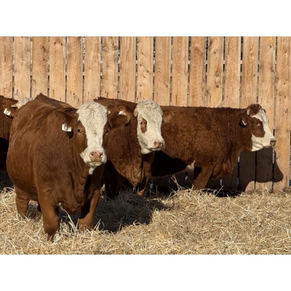 Marcinek Cattle Company - 5 RBF Simm/Angus X Bred Heifers (Condor, AB)