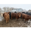 Image 5 : T & S Stock Farms - 947# March Delivery Steers - 60 Head (Scandia, AB)