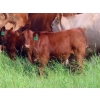 Image 5 : Sentes Farms - 600# October Delivery Steer Calves - 300 Head (Raymore, SK) VBP+