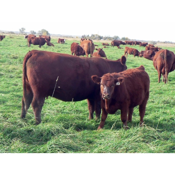 Wade & Frances Tobler - 535# October Delivery Heifer Calves - 70 Head (Patricia, AB)