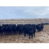 Image 2 : Lane Valley Farms - 650# March Delivery Heifers - 93 Head (Birtle, MB)