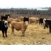 Image 4 : Reilly Lake Ranching - 900# May Delivery Steers - 100 Head (Lloydminster, AB)