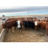 Image 3 : Quarter Circle X Ranch - 850#  February Delivery Steers - 75 Head (Madden, AB)