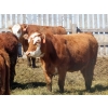 Image 9 : Mebs Ranch - 850# May Delivery Heifers - 36 Head (Broadview, SK) VBP+