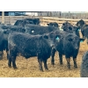 Image 2 : Stahlville Colony - 980# January Delivery Steers - 147 Head (Rockyford, AB)