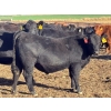 Image 4 : Lance & Lisa Howg - 760# October Delivery Steer Calves - 80 Head (Enchant, AB)