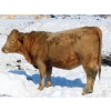 Image 9 : Frank Martens - 24 Tan/Silver Char X Bred Heifers (Theodore, SK)