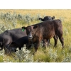 Image 6 : Vredegoor Ranch - 500# October Delivery Steer Calves - 195 Head (Handhills, AB)