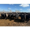 Image 3 : Chipping Hill Cattle Co. - 750# August Delivery Heifers - 77 Head (MacGregor, MB)