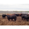 Image 7 : Hillsvale Farming Co. - 40 Angus/Angus X Fed Steers (Cut Knife, SK)