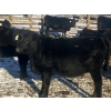 Image 2 : Rock Creek Cattle Co. Ltd. - 610# December Delivery Weaned Heifers - 40 Head (Nanton, AB) VBP+