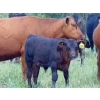 Image 6 : Mt. Sentinel Ranch Ltd. - 540# October Delivery Steer Calves - 115 Head (Longview, AB)