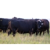 Image 5 : Right Cross Ranch - 1450# Open Cows - 23 Head (Kisbey, SK)