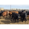Image 4 : M.S. MacLean Livestock - 17 Black Angus Replacement Heifers (Coaldale, AB)