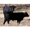 Image 5 : Darren & Tamara Schultz - 510# October Delivery Steer Calves - 60 Head (Bashaw, AB)