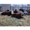 Image 5 : Lyzenga Farms - 7 RBF Heifers (Pen 739)