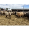 Image 2 : Robert Hampton - 920# June Delivery Steers - 68 Head (Picture Butte, AB) *ADDED LOT*