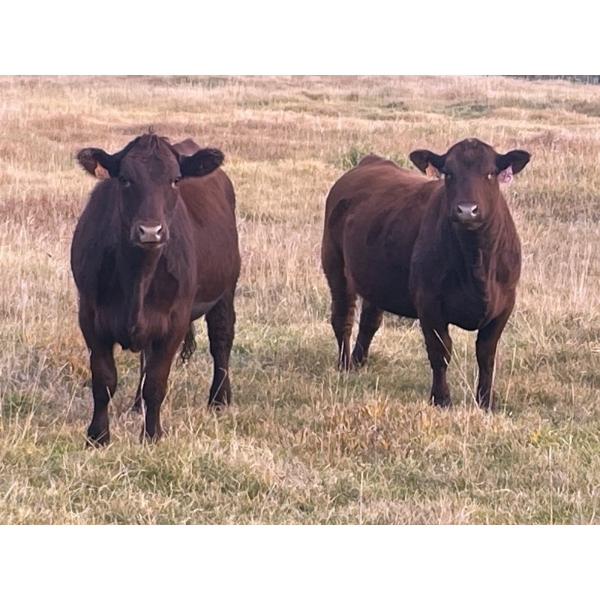Jim & Brett Finkbeiner - 970# October Delivery Grass Heifers - 120 Head (Ponoka, AB)