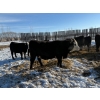 Image 13 : Greg Trewin - 26 BBF/BWF/Black Bred Heifers (Coulter, MB)