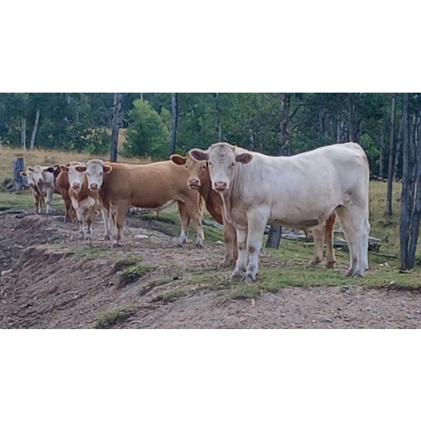 Ootsa Lake Cattle Co. - 980# September Delivery Grass Steers - 63 Head (Ootsa Lake, BC)