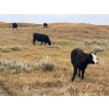 Image 4 : Monty & Corey Arendt - 625# Oct/Nov Delivery Steer Calves - 53 Head (Ravenscrag, SK)
